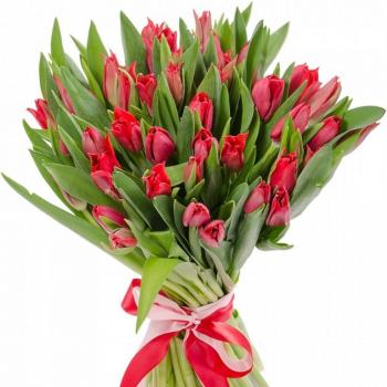 Красные тюльпаны 25 шт артикул букета: 11310tum